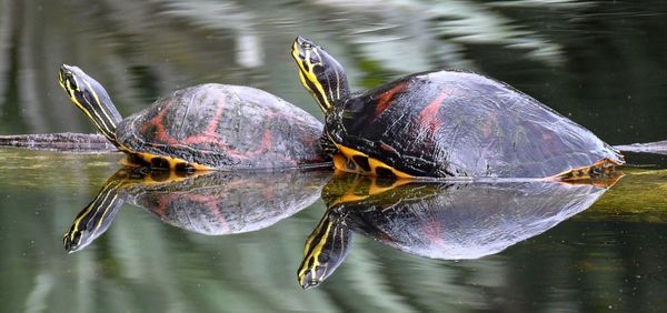 Close-up of turtle swimming in lake