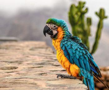 Close-up of parrot perching on branch