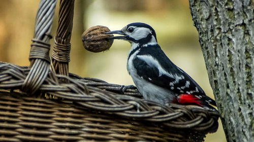 Close-up of bird perching on tree