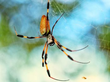 A spider weaving its web