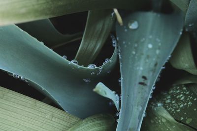 Close-up of raindrops on plant