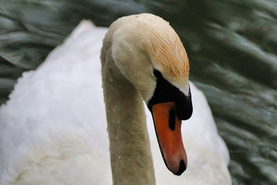 Close-up of swan swimming in water