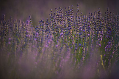 Close-up of purple flowering plants on field
