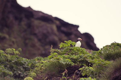 Puffin on mountain against sky