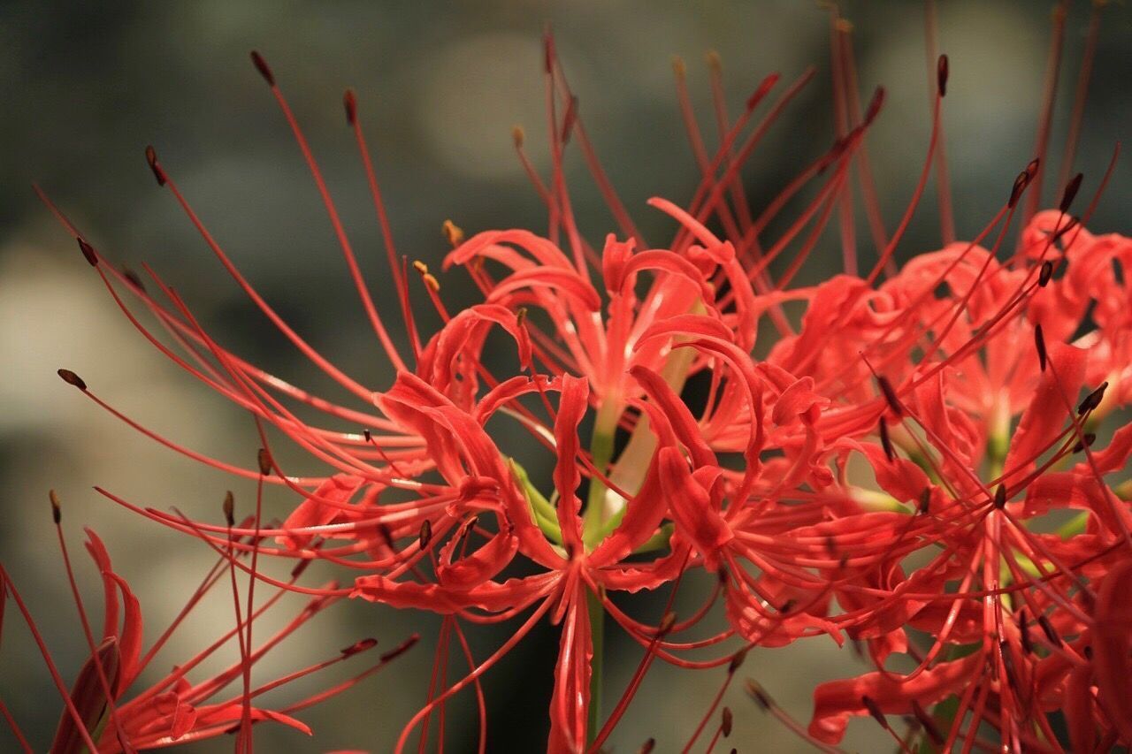 RED FLOWERS BLOOMING OUTDOORS