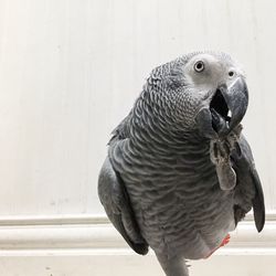 Close-up of african grey parrot perching against wall