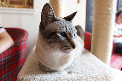 Close-up of a cat looking away