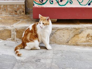 Cat sitting on wall