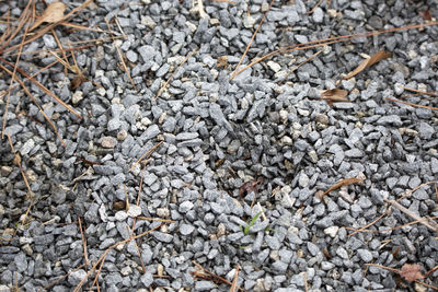 Alligator track in gravel