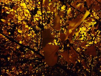 Low angle view of tree during autumn