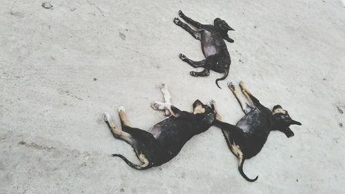 High angle view of stray dogs sleeping on sand