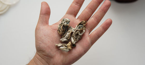 Close-up of hand holding plant against white background