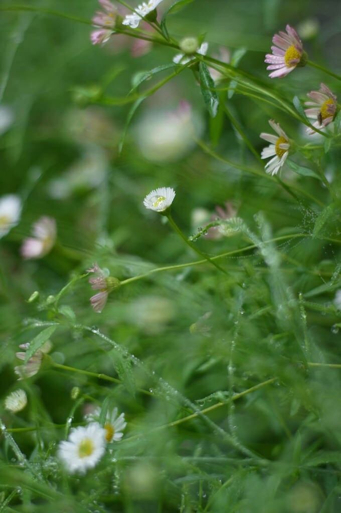 flower, growth, freshness, fragility, beauty in nature, plant, focus on foreground, nature, close-up, flower head, field, petal, stem, blooming, selective focus, green color, in bloom, white color, day, grass