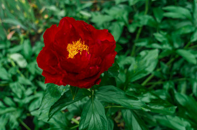 plant