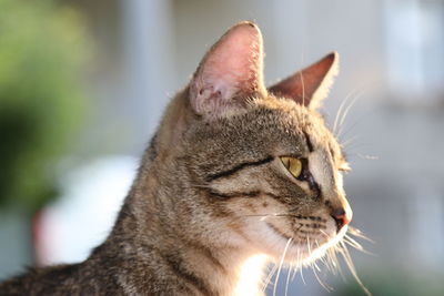 Close-up of a cat looking away