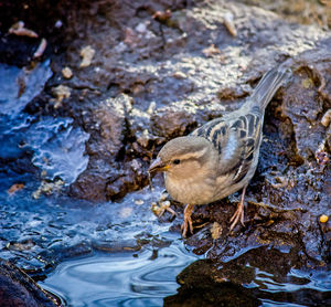 Close-up of bird perching in water