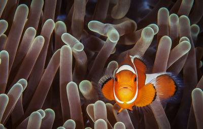 Close-up of fish swimming in sea