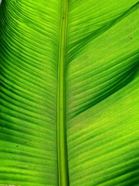 Full frame shot of palm leaf