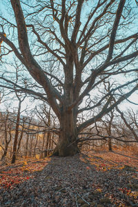 Bare tree in forest against sky