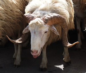 Close-up of horned sheep