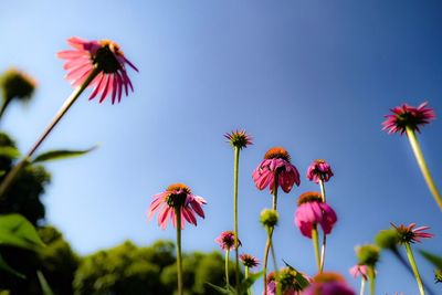 Low angle view of coneflowers blooming against sky