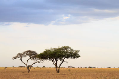 Tree on field against sky