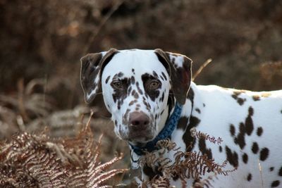 Close-up portrait of dog