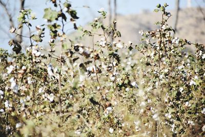 Close-up of white flowering plants on field