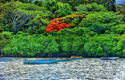 Scenic view of river with trees in background