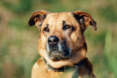 Close-up portrait of dog