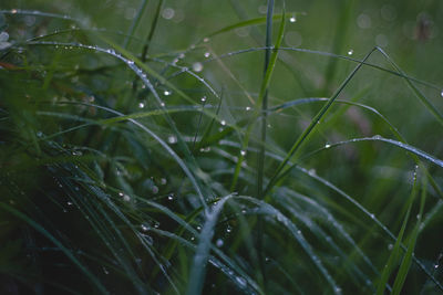 Close-up of dew drops on grass