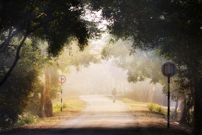 Road amidst trees