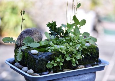 Close-up of potted plant in yard