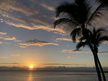 Silhouette palm tree by sea against sky during sunset