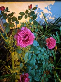 Close-up of pink rose