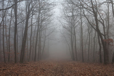 Trees in forest during winter