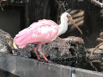 Close-up of bird perching on water