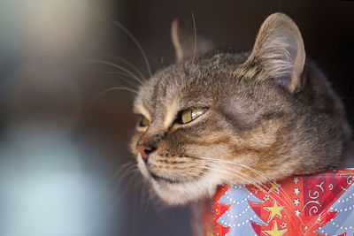 Close-up of a cat looking away