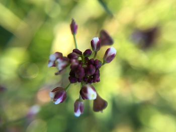 Close-up of flower buds