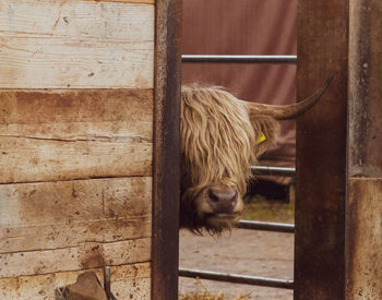 Cattle in a stable