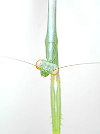 Close-up of insect on leaf against white background