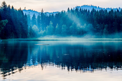 Scenic view of lake in forest