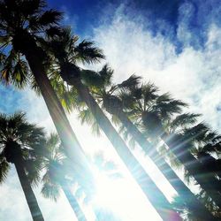 Low angle view of palm trees against sky