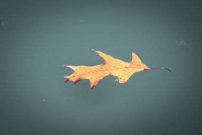 Close-up of maple leaf floating on water