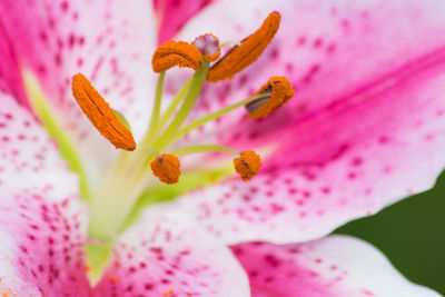 Close-up of pink flower blooming outdoors