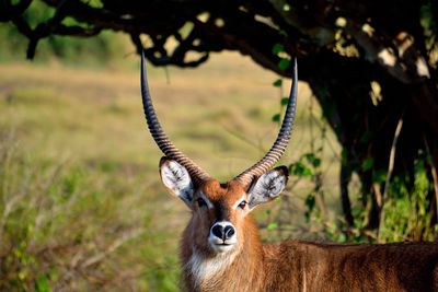 Portrait of big bushback antelope male in queen elizabeth national park, uganda.