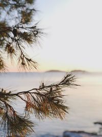 Close-up of tree against sea during sunset