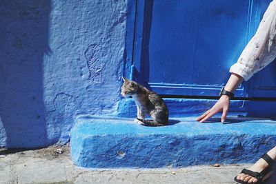 Cat sitting on blue wall