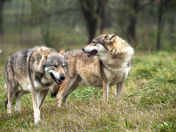 View of two dogs on field