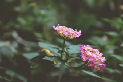 Close-up of pink flowering plant